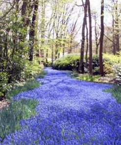 Pad van blauwe druifjes